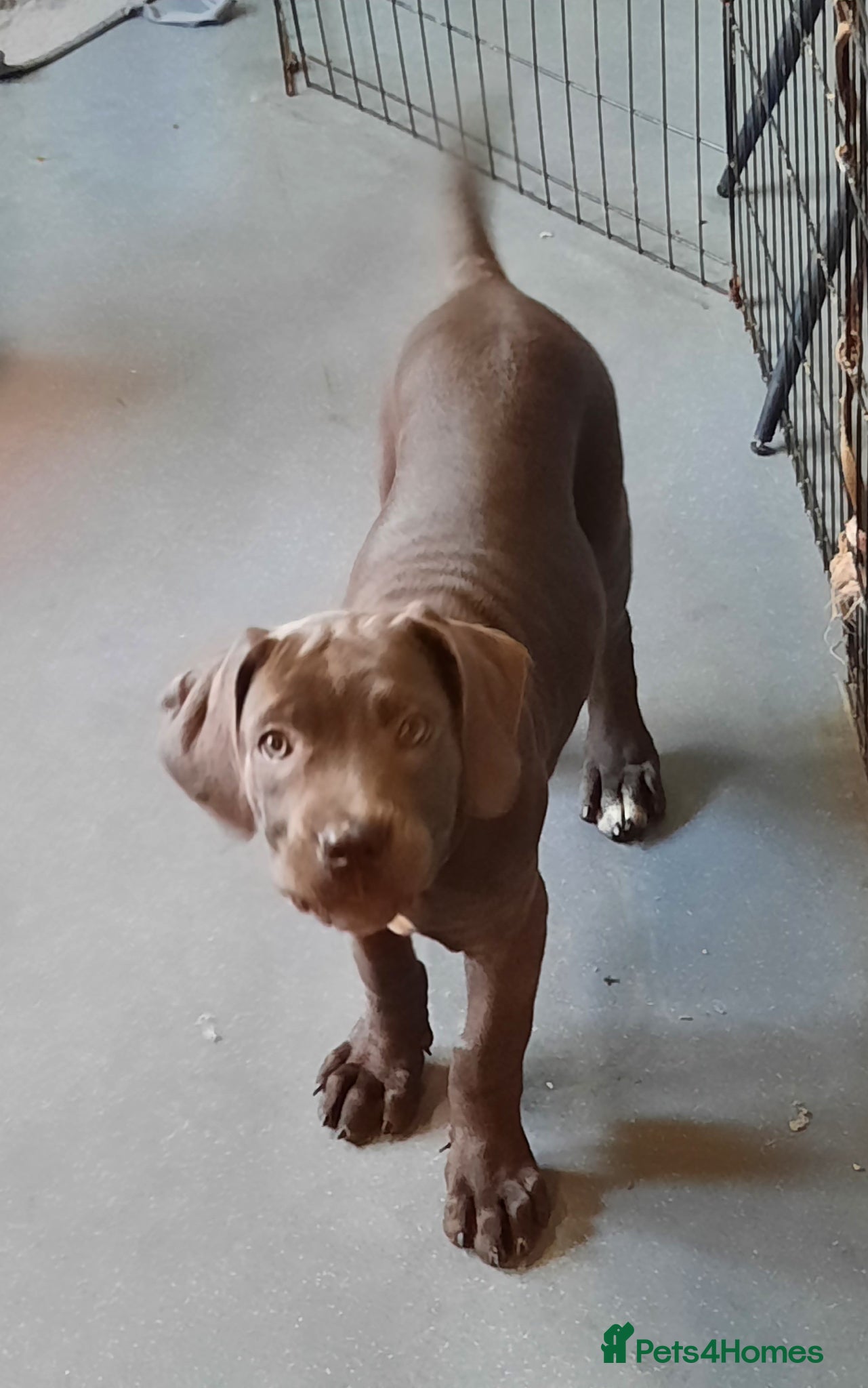 Cane Corso dogs CANE CORSO PUPPIES READY TO LEAVE! - Advert 3