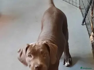 Cane Corso dogs CANE CORSO PUPPIES READY TO LEAVE! - Advert 3