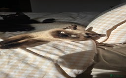 British Shorthair cats for sale: British Shorthair kittens  - Image 1