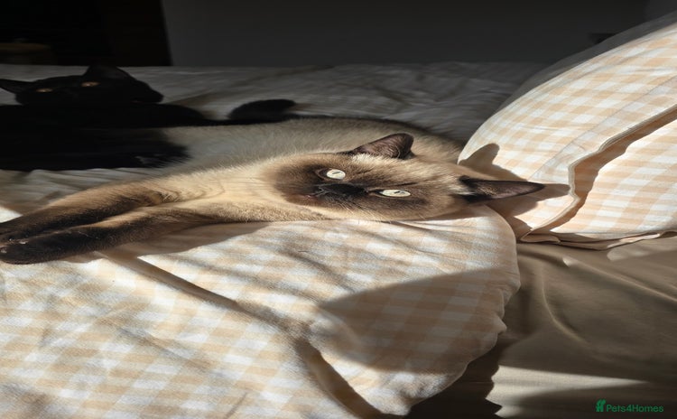 British Shorthair cats - Advert 10