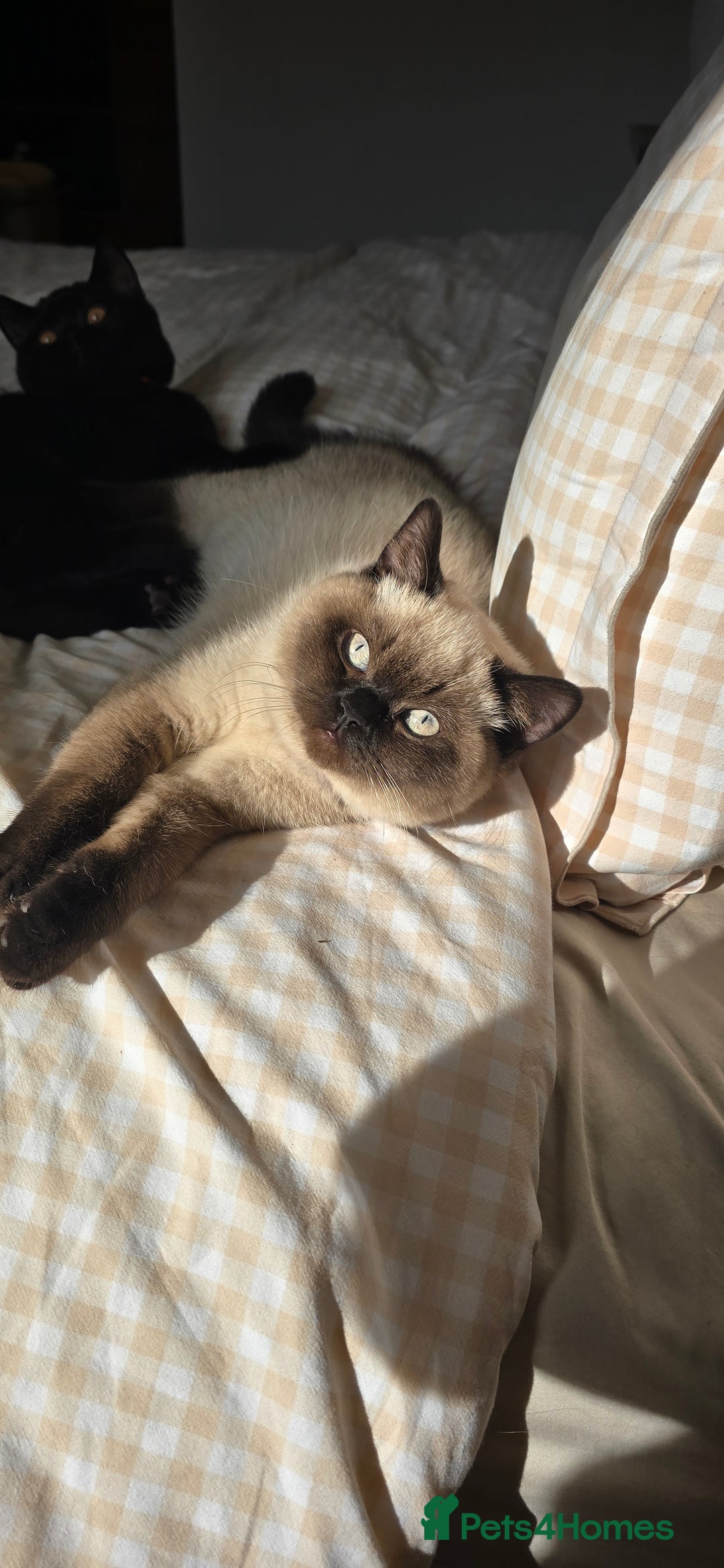 British Shorthair cats for sale: British Shorthair kittens  - Image 1