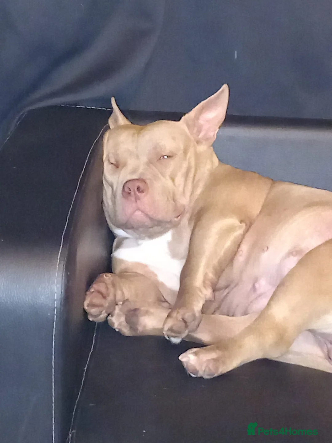 American Bully dogs for sale: Pocket bully - Advert 2