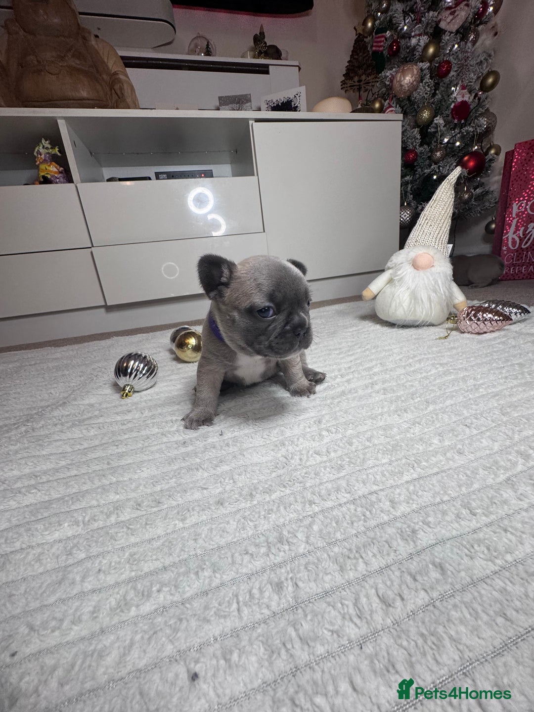 French Bulldog dogs for sale: French Bulldog puppies for sale  - Advert 10