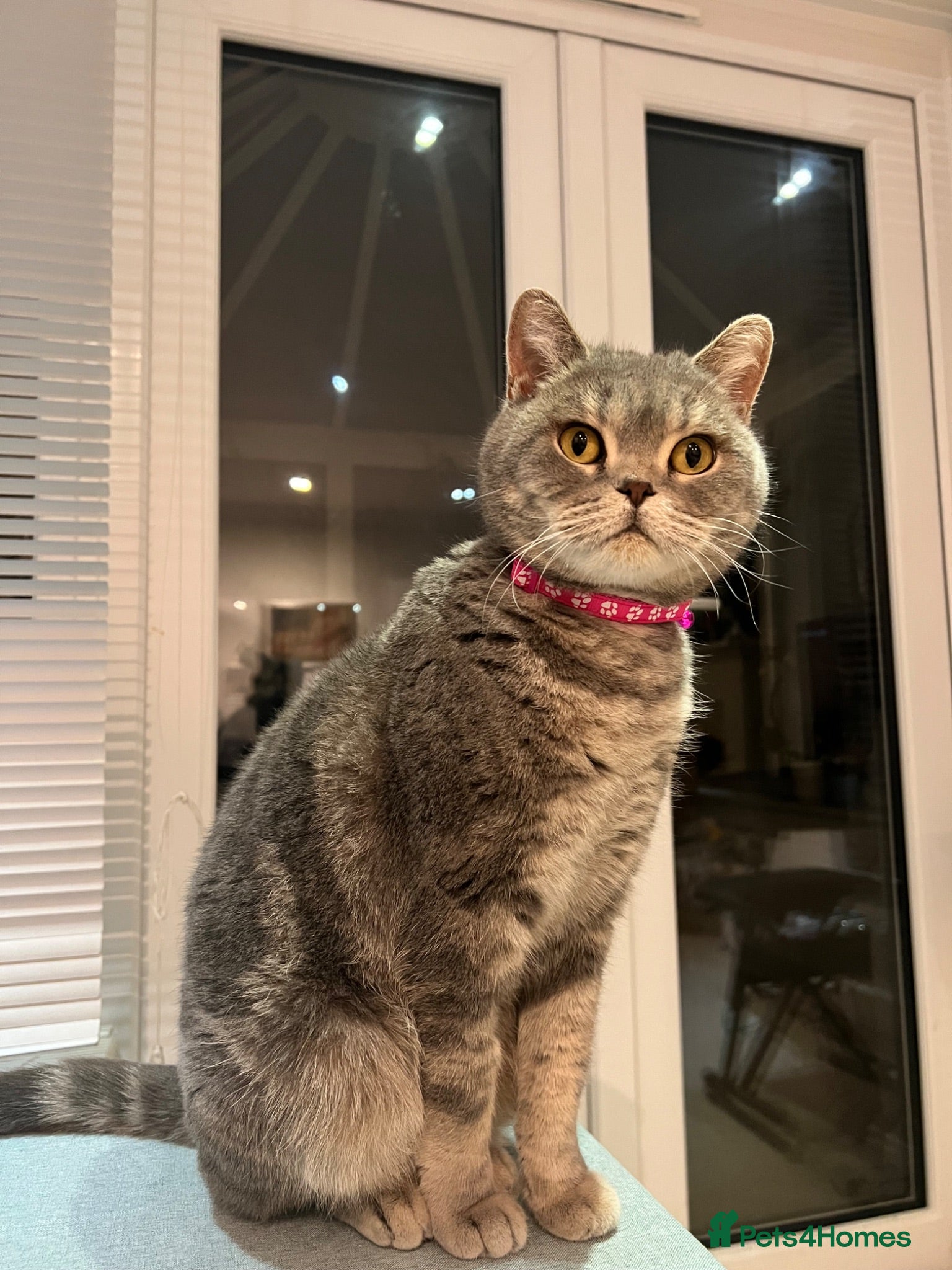 British Shorthair cats Stunning British shot hair - Advert 1