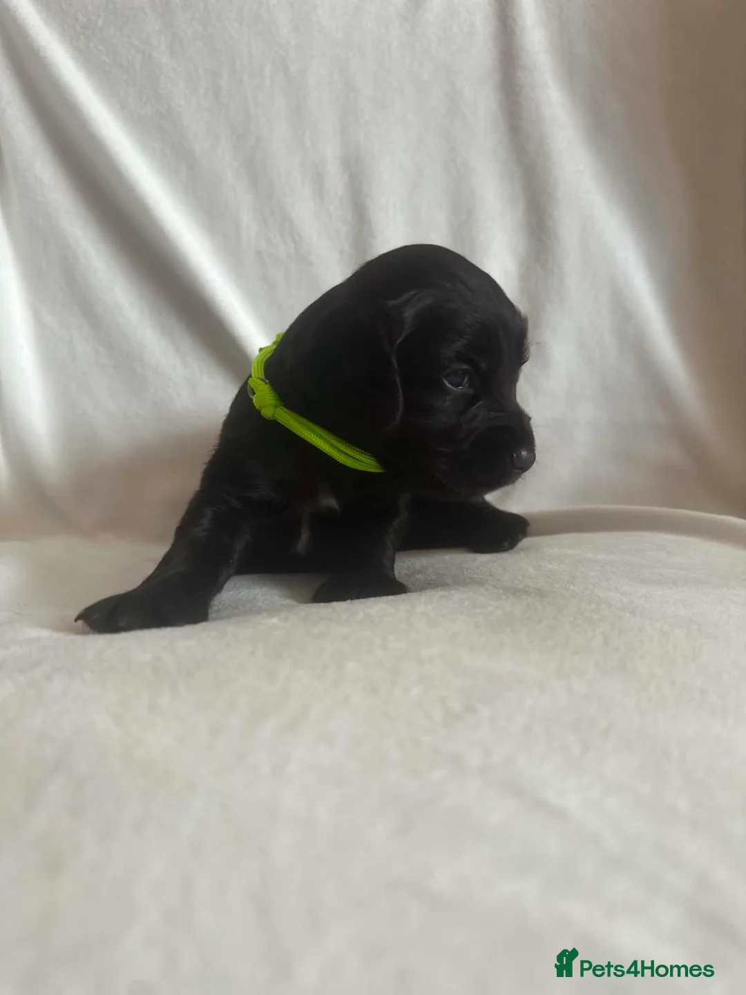 Cocker Spaniel dogs for sale: Working cocker spaniel  - Advert 23
