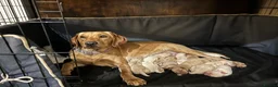 Labrador Retriever dogs for sale: KC REGISTERED FOX RED & YELLOW LABRADOR PUPPIES - Advert 3