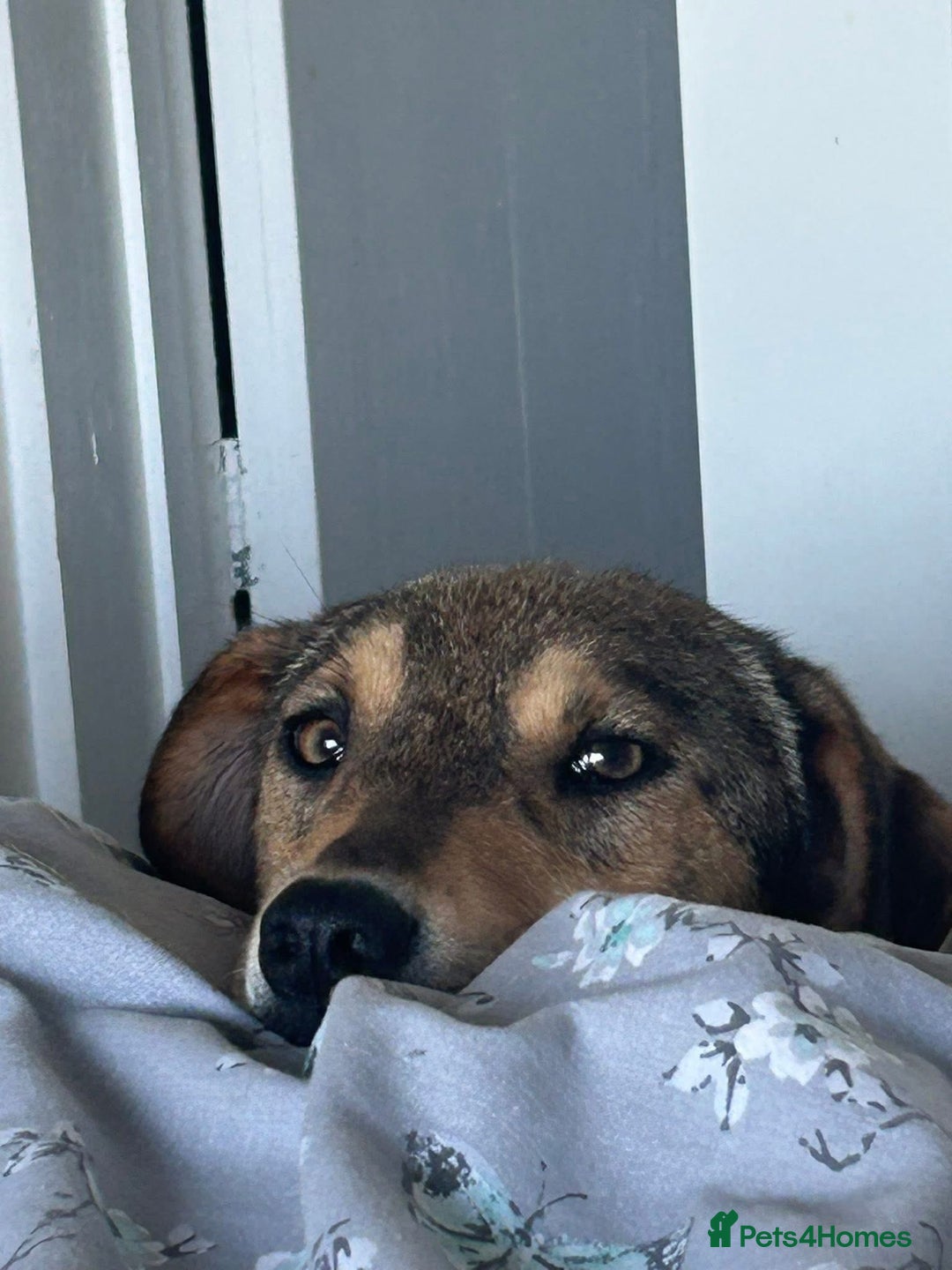 Mixed Breed dogs for adoption: Minnie - Norwich Norfolk  - Image 6