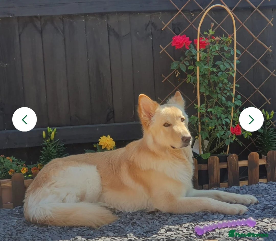 German Shepherd dogs German Shepherd looking for a new loving home - Advert 2