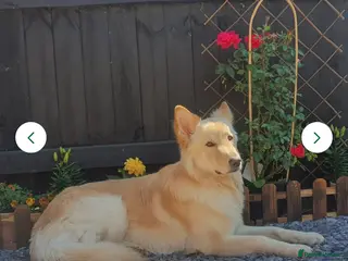 German Shepherd dogs German Shepherd looking for a new loving home - Advert 6