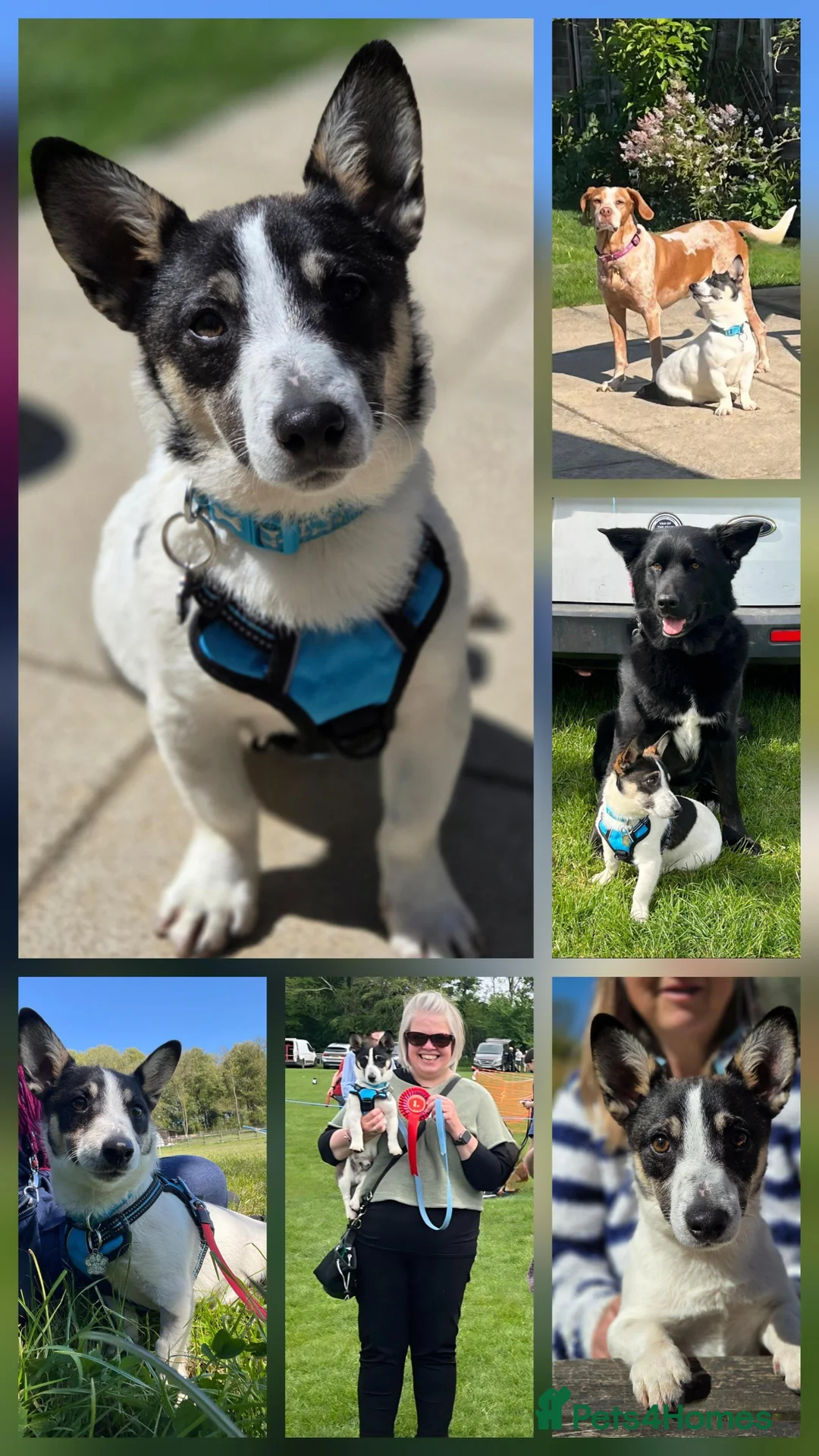 Jack Russell dogs for adoption: An old Soul baby Finn in Stroud - Advert 2