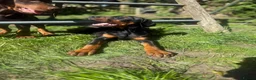 Dobermann dogs for sale: World champion pedigree Dobermanns  - Advert 1