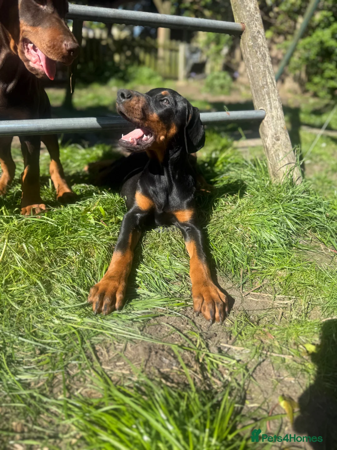 Dobermann dogs for sale: World champion pedigree Dobermanns  - Advert 1