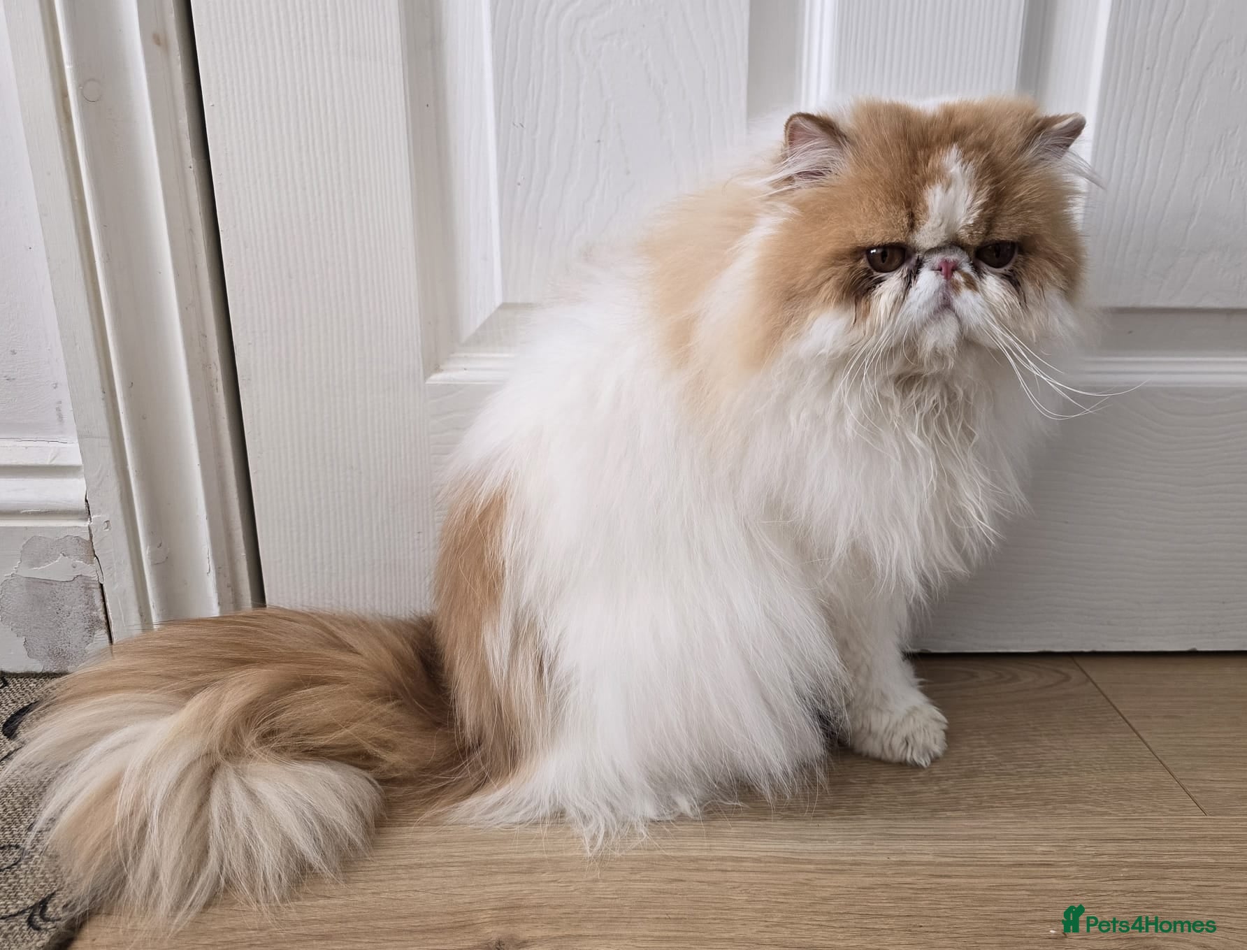 Persian cats Persian Pedigree CFA Champion Male Cat - Advert 23