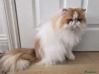 Persian cats Persian Pedigree CFA Champion Male Cat - Advert 23