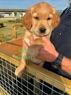 Golden Retriever dogs GOLDEN RETRIEVERS - Advert 2