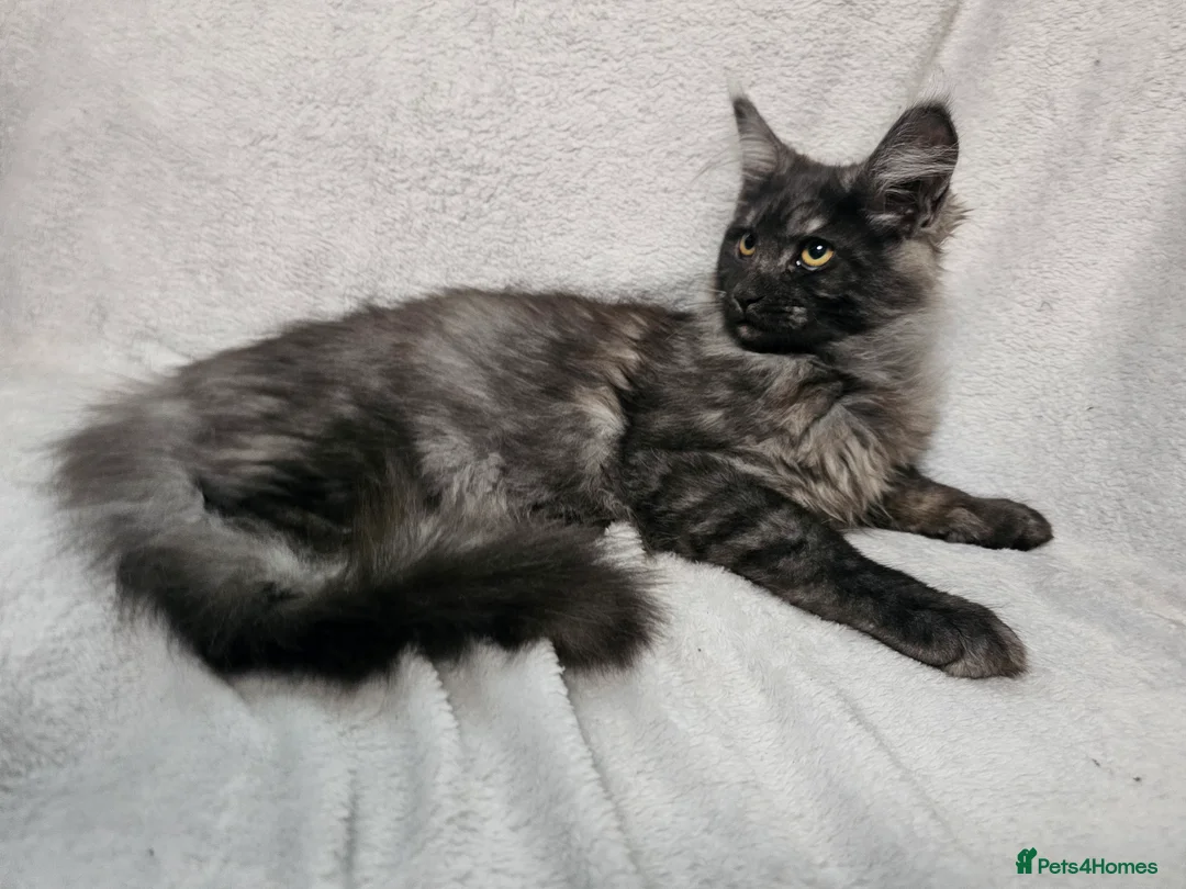 Maine Coon cats for sale: Black smoke Maine Coon - Advert 7