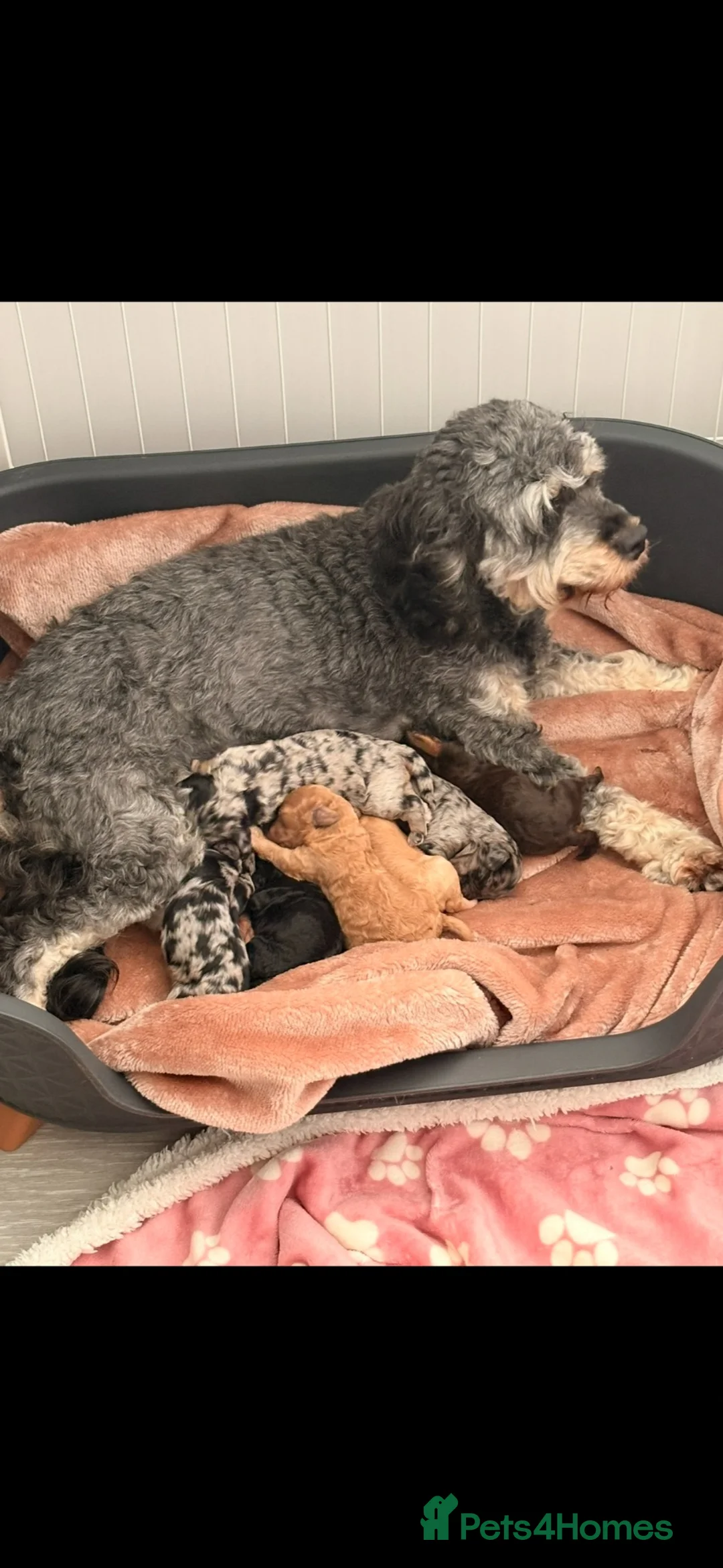 Cockapoo dogs for sale: Cockapoo Puppies  - Advert 1