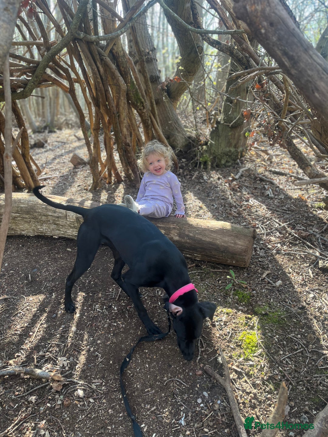 Mixed Breed dogs for sale: Gorgeous greyhound cross weimaraner - Advert 7