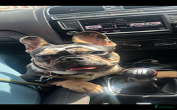French Bulldog dogs for sale: Male French bulldog - Image 1