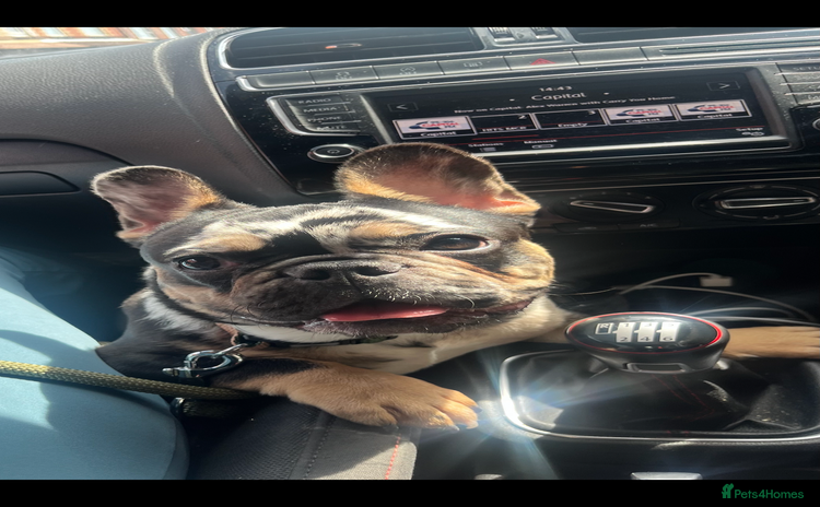 French Bulldog dogs - Advert 3