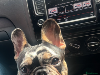 French Bulldog dogs - Advert 30