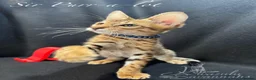 Savannah cats for sale: 2 and 3 months old. Tica Regist. Savannahs - Advert 25