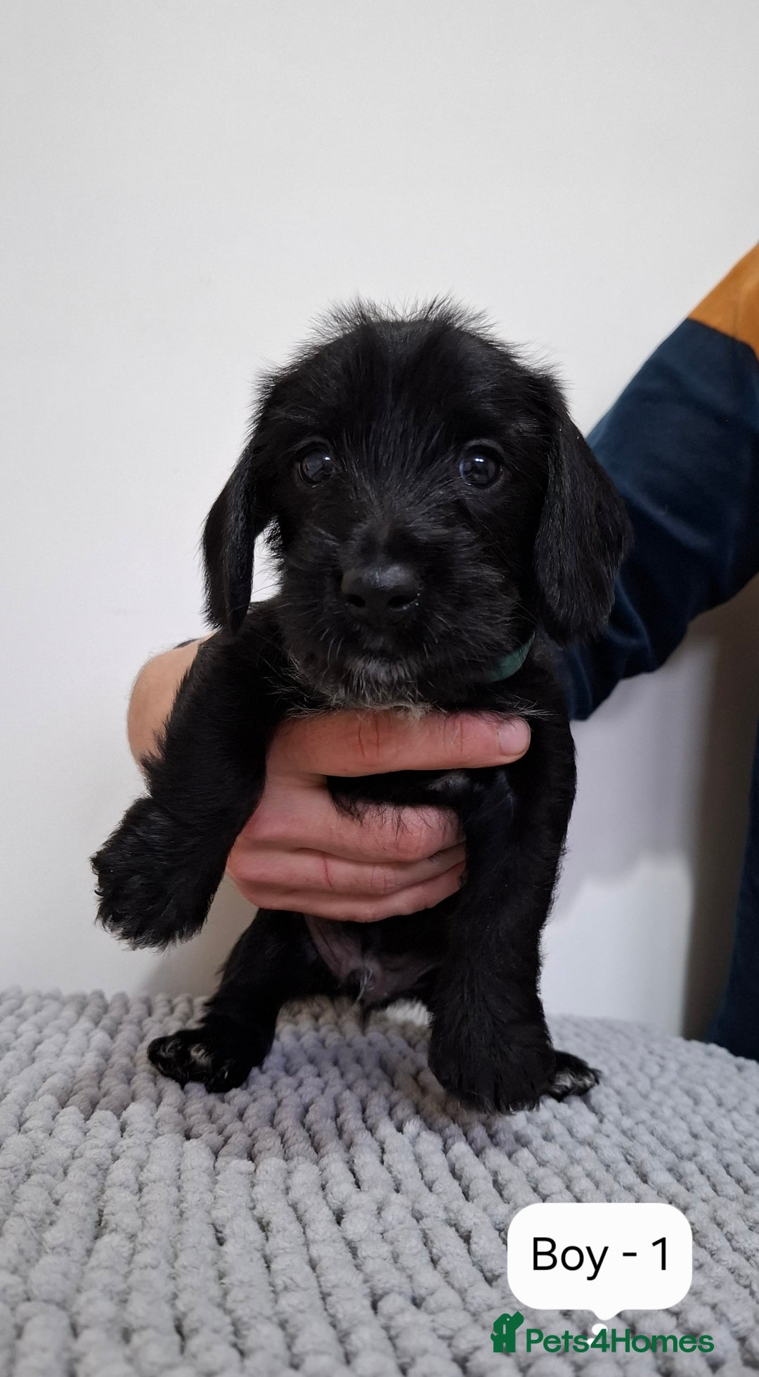 Mixed Breed dogs for sale:  Minature Dachshunds x Spaniel pups  - Advert 5