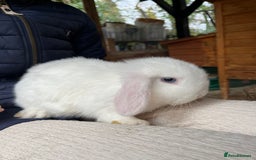 Mixed Breed rabbits for sale: Mini lop, Lionhead & Netherland Dwarf mixes   - Advert 3