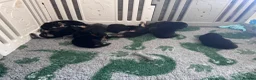 German Shepherd dogs for sale: German shepherd puppies long hair… - Advert 4