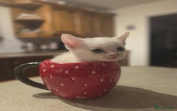 Mixed Breed cats for sale: 4 beautiful kittens ready in 2 weeks  - Image 4