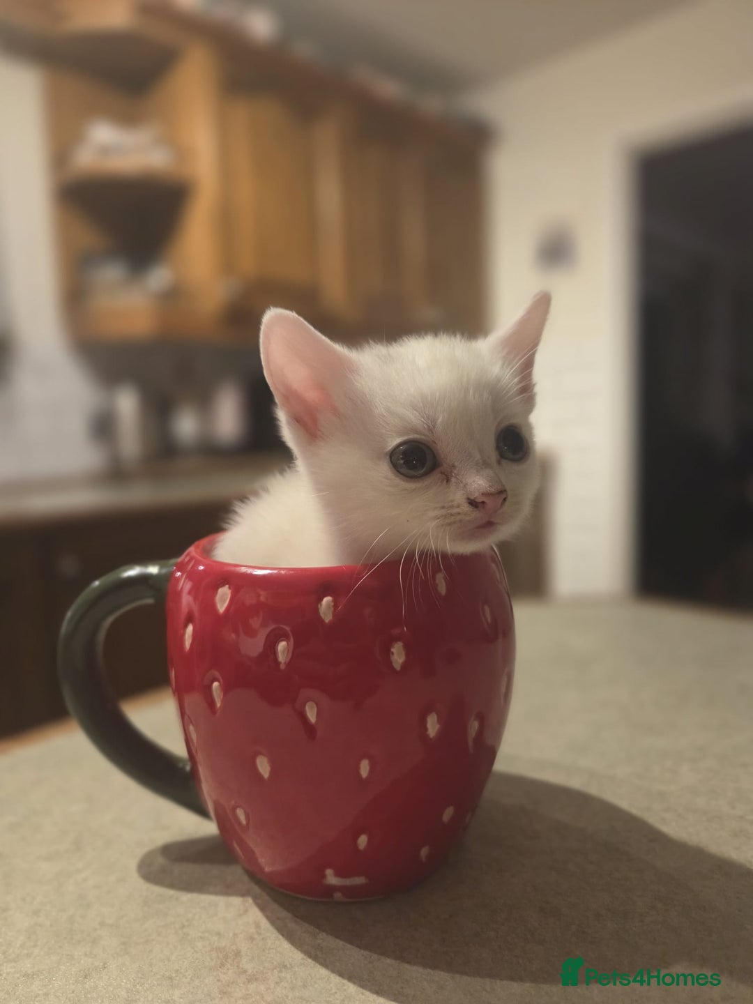 Mixed Breed cats for sale: 4 beautiful kittens ready in 2 weeks  - Image 4