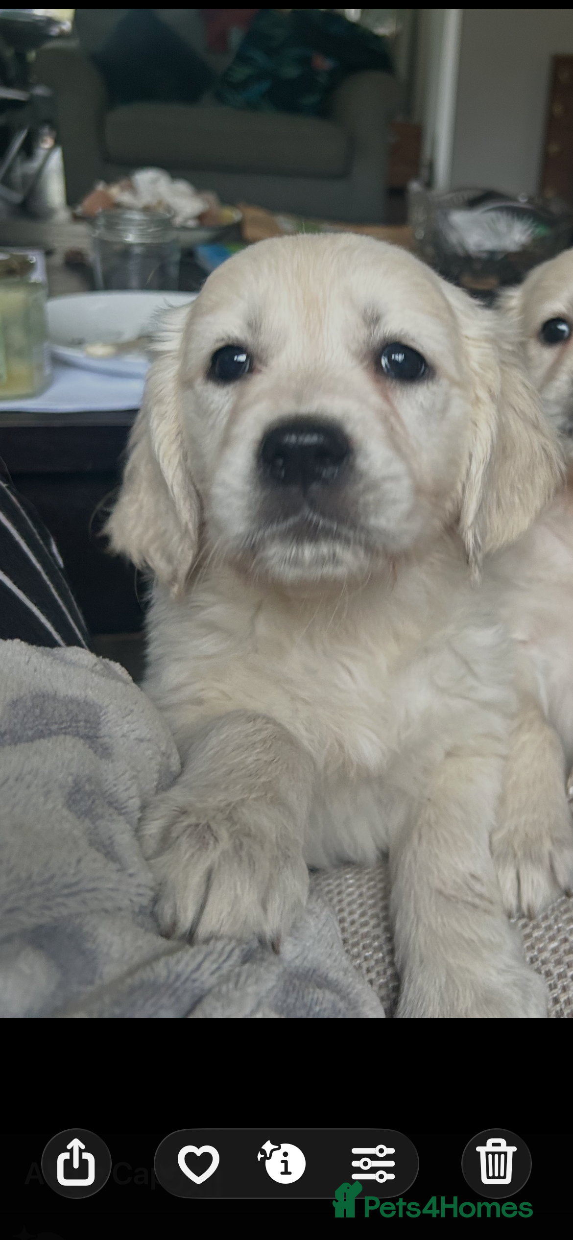 Golden Retriever dogs Adorable Golden retriever puppies  - Advert 5