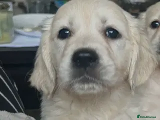 Golden Retriever dogs Adorable Golden retriever puppies - Advert 5