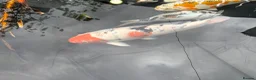 Koi Carp fish for sale: Koi carp - Advert 7