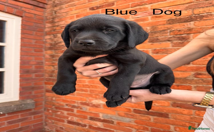 Labrador Retriever dogs - Advert 6