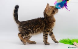 Bengal cats for sale: Gorgeous TICA Registered Bengal Kittens! - Image 12