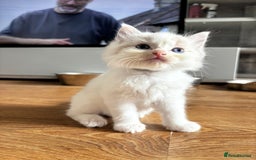 Ragdoll cats for sale: 6 gorgeous fluffy ragdoll kittens  - Image 13