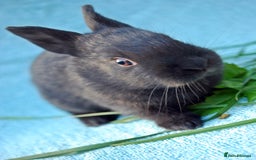 Mixed Breed rabbits for sale: English X New Zealand White babies - Image 11