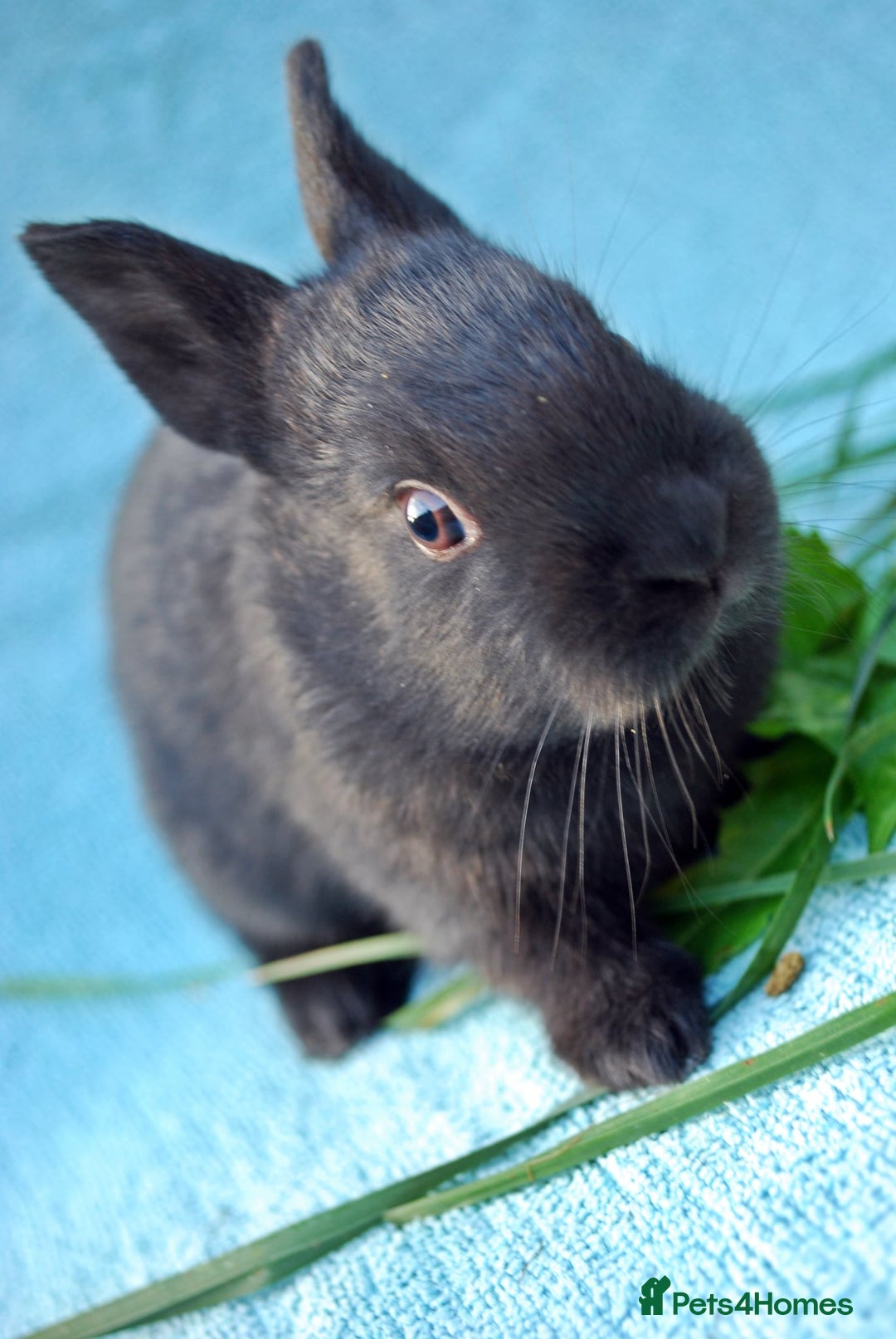 Mixed Breed rabbits for sale: English X New Zealand White babies - Image 11
