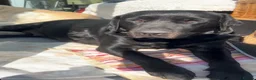 Labrador Retriever dogs for sale: 5 gorgeous Labrador puppies  in Cardiff - Advert 1
