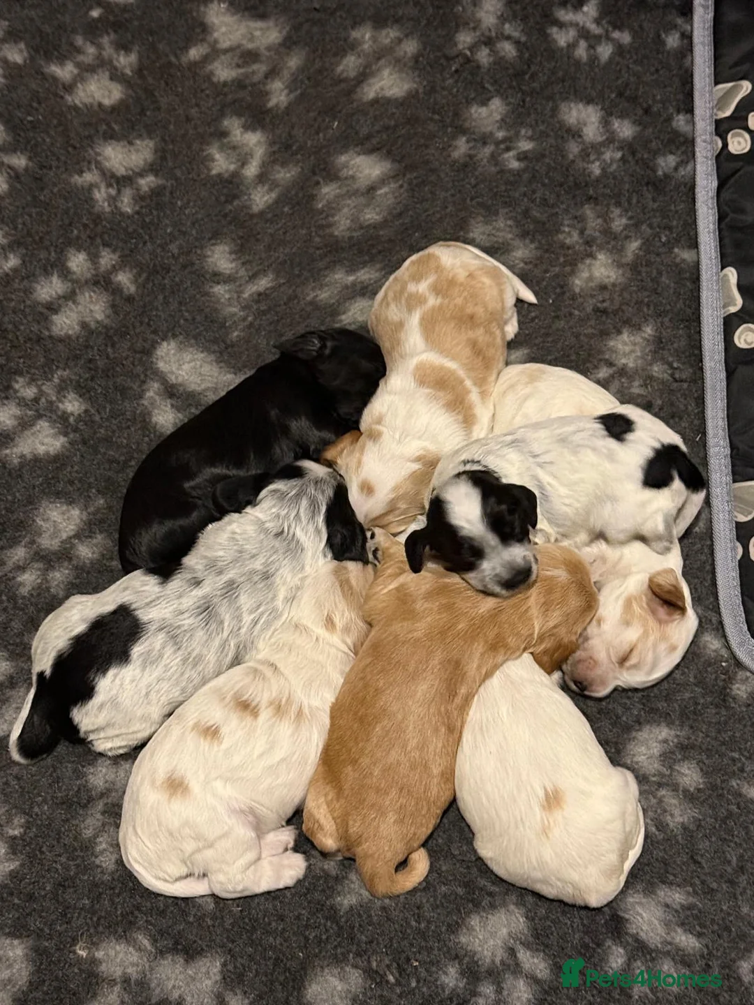 Cocker Spaniel dogs for sale: Gorgeous KC/Full Health Cocker Spaniel show type - Advert 19