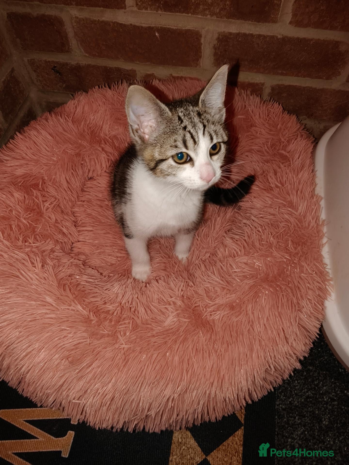 Mixed Breed cats Playfully loving Kitten looks for a lovely home  - Advert 2