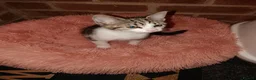 Mixed Breed cats for sale: Playfully loving Kitten looks for a lovely home  in Dartford - Advert 1
