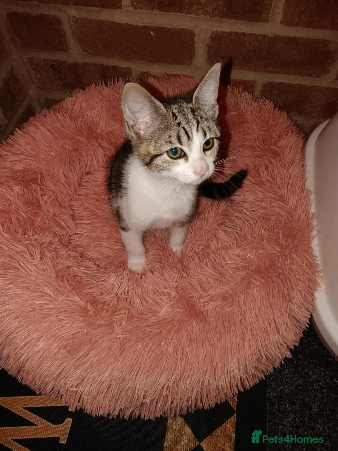 Mixed Breed cats for sale: Playfully loving Kitten looks for a lovely home  in Dartford - Advert 1