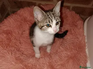 Mixed Breed cats Playfully loving Kitten looking for a lovely home - Advert 2