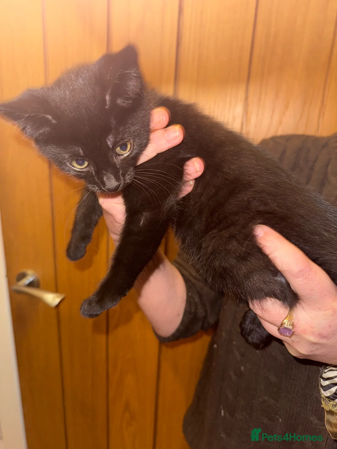 Maine Coon cats for sale: One beautiful Maine Coon kitten left in Southampton - Advert 36