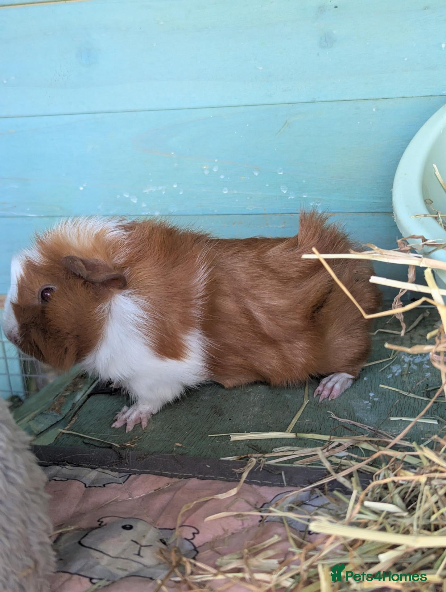 Guinea Pig rodents Guinea pig sow  - Advert 1