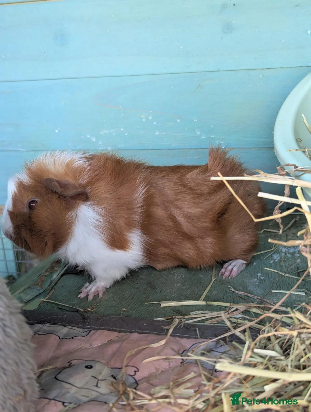 Guinea Pig rodents for sale: Guinea pig sow - RESERVED  - Advert 1