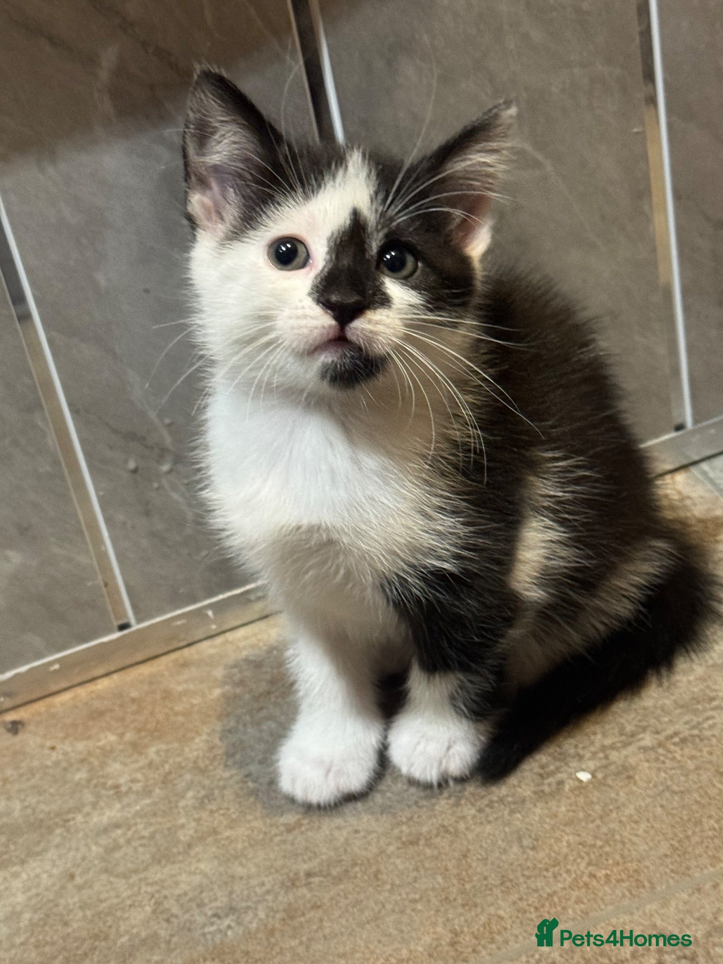 Mixed Breed cats Beautiful kittens looking for home ❤️ - Advert 1