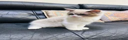 Ragdoll cats for sale:  Tica registered full pedigree ragdolls - Advert 21